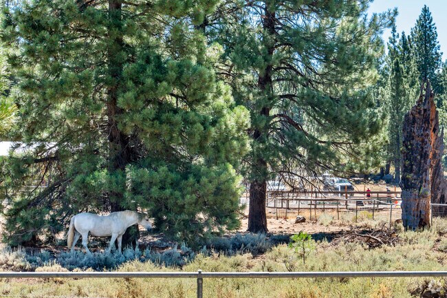 The Meadows has many properties with large horse stables with great access to trails nearby.