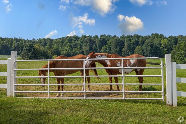 Horses graze on fresh grass at The Hodgin Valley Farm.