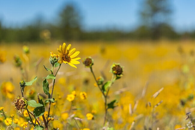 Flowers line the fields and open areas around Shadow Mountain.