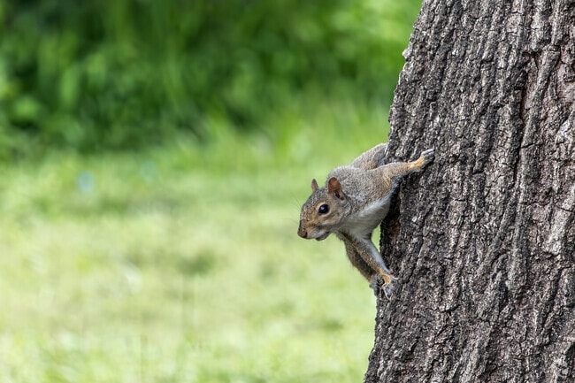 Friendly neighborhood squirrels greet all who enter the Oak Ridge North neighborhood.