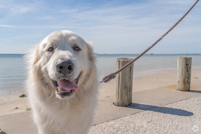 Dogs love the sun in Rocky Point.