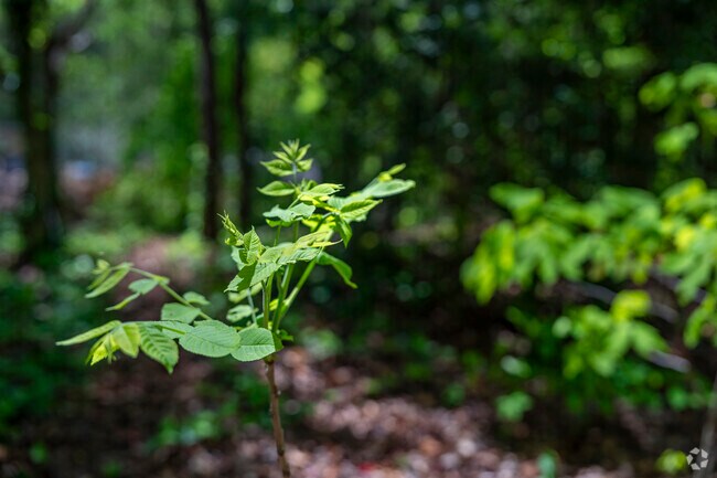 Old growth vegetation dominates most of the areas throughout the McIntyre Historic Site.