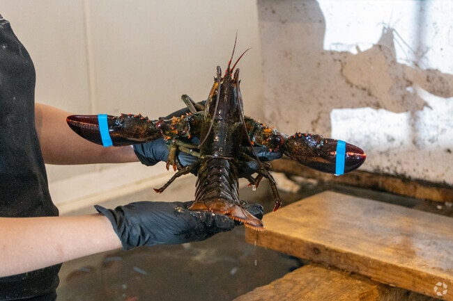 Enjoy a fresh lobster at Bay Haven Lobster Pound near Baldwin.