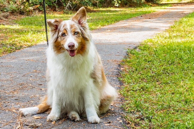 Doggies love to take their humans for a walk in the parks of Inverness Highlands South.