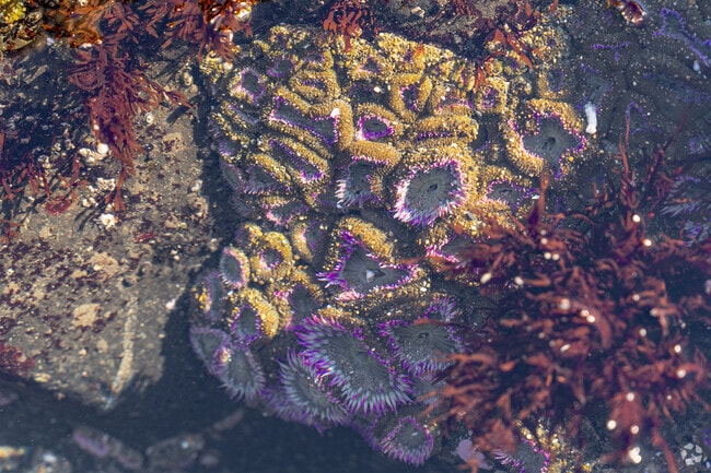 Green and purple sea anemones sway with the lapping water left behind at low tide.