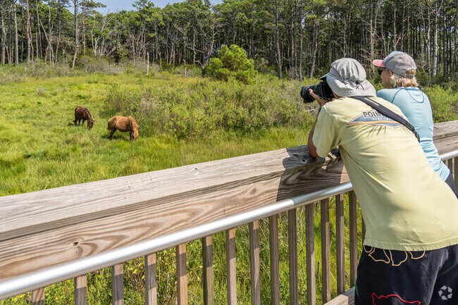 A boardwalk trail through Assateague  Island National Seashore gets you up close to wild horses.