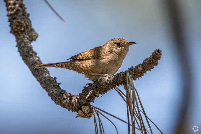 Camp Polk Meadow Preserve is home to. wide variety of birds including the northern house wren.