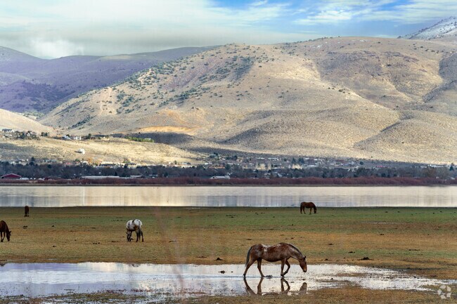 Horses graze freely across open land near Johnson Lane.
