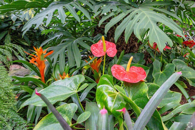 Beautiful exotic flowers are no stranger to Brookside Gardens located in Wheaton.