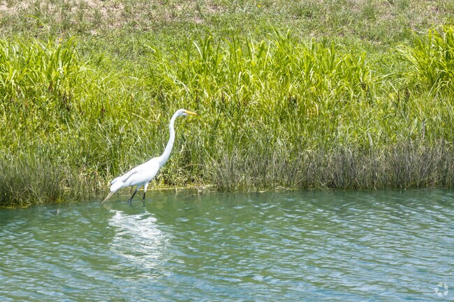 There is plenty of wildlife, like this loon, in the community of Blanco River District.