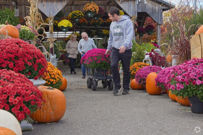 Bouquets of Mums form a path leading into Lambert's Garden Center.