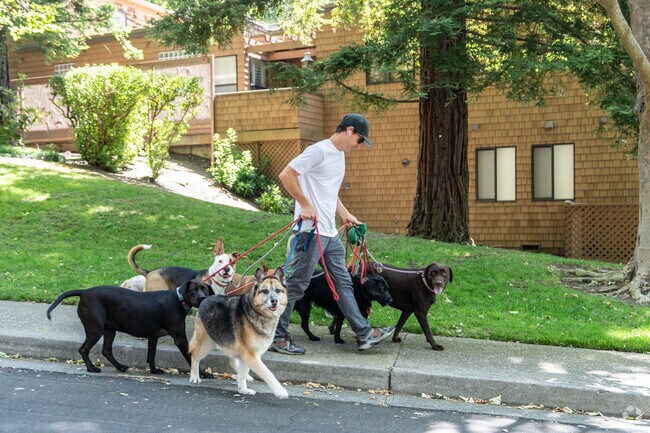 A dog walker strolls along shaded paths in the peaceful Orinda Woods neighborhood.