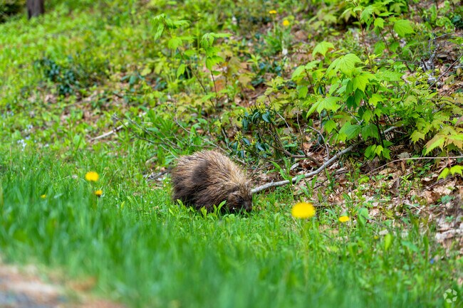 A porcupine wanders along the grass in Tolland State Forest plucking dandelions to munch on.