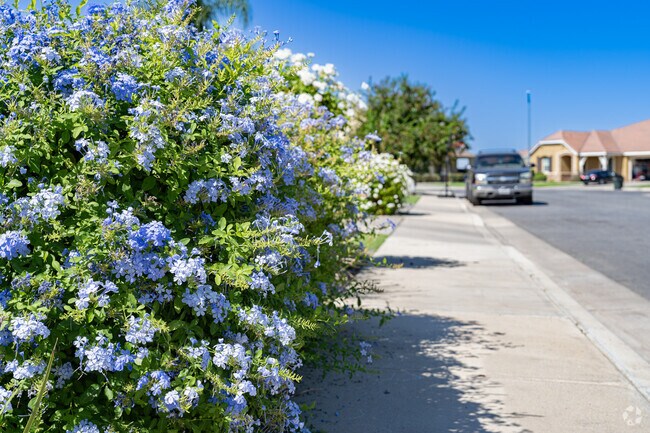 Beautiful blue blossoms highlight this sidewalk at Fox Run.