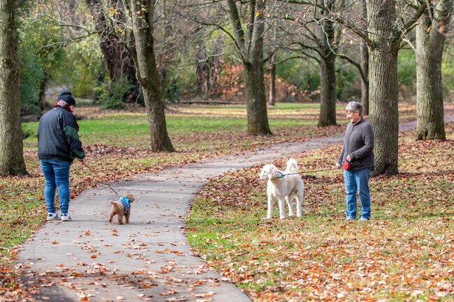 Shetland dog-owners enjoy a cool Autumn day.