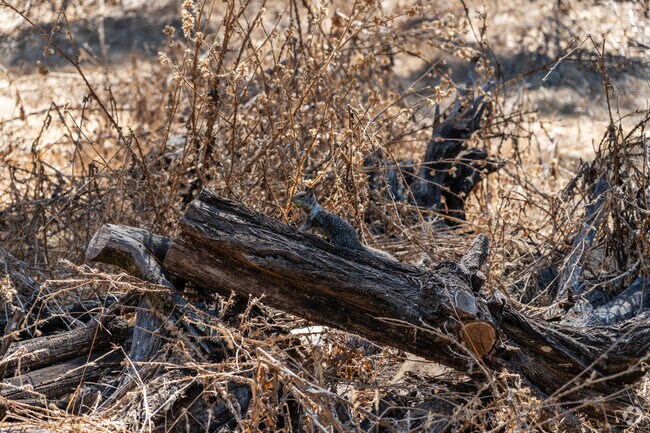 Stanford Hills is home to diverse wildlife, with squirrels blending into natural settings.