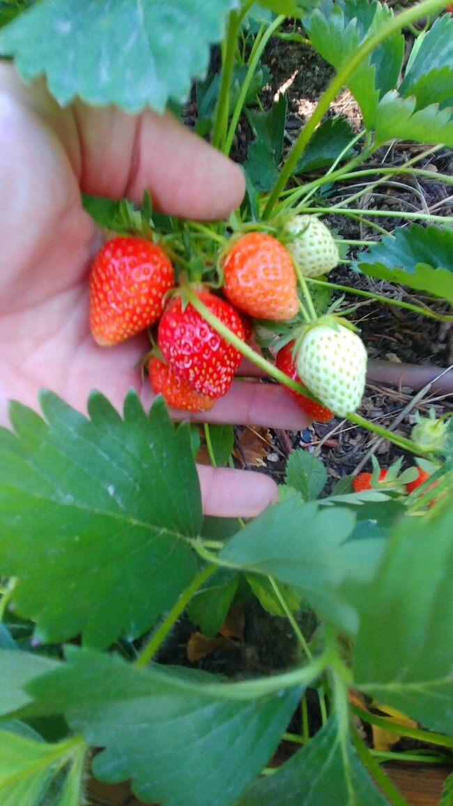 Fresh fruit from backyard