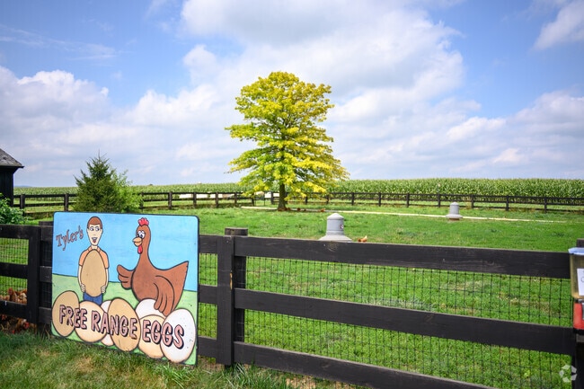 Free-range eggs in Rothsville come from Tyler's at Hoover's Farm Market.