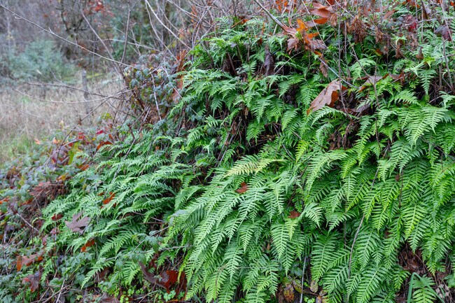 Ferns explode at Canemah Bluff Nature Park on 4th Ave in Oregon City.