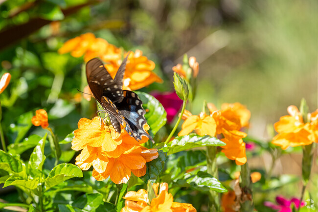 Butterflies are found throughout New Holland Village thanks to the abundance of local gardens.