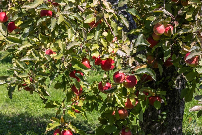 AP Lorson Fruit Farm picks their apples fresh from their trees in the Limestone neighborhood.