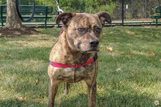 Residents can take their furry friend for a walk at Clareybrook Park in Braemar neighborhood.
