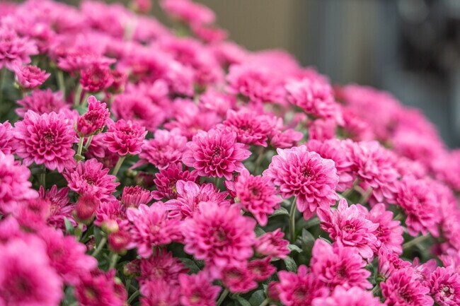 Colorful flowers adding a pop vibrancy to Woodloch.