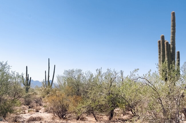 Tall cactus can be found in the open ranges and mountainsides of Saguaro Bloom.