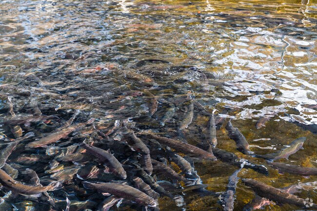Dartford is home to the Spokane fish hatchery.