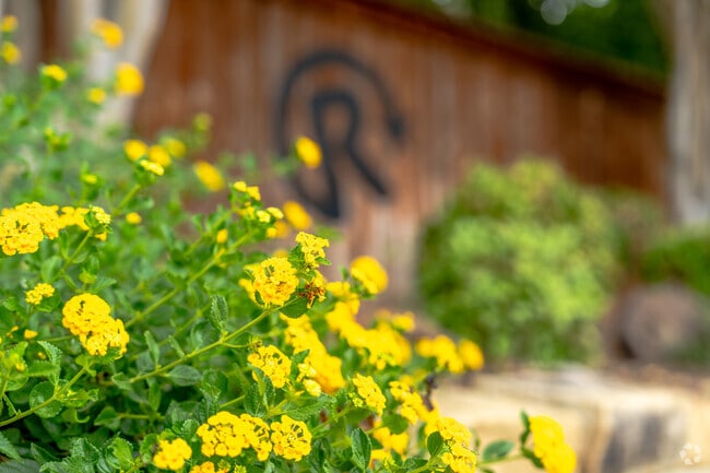 Alpine Alyssum are native flowers that give South Denton such beauty.