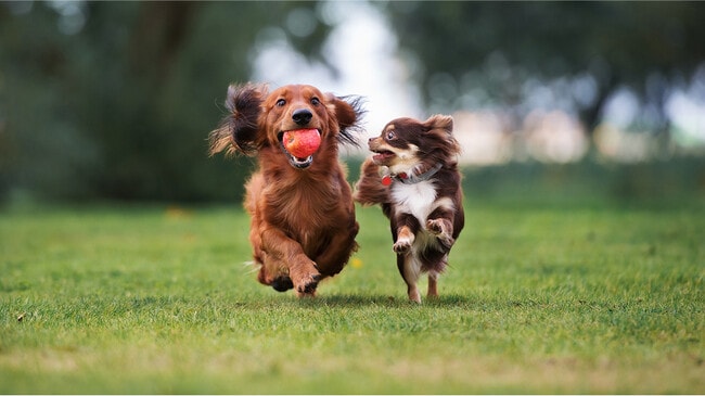 N Pic Animals Pets Dogs Outdoors Park Two Dogss Running Ball