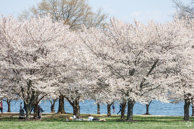 Cherry Blossoms are simply better at Fort McHenry near Riverside.