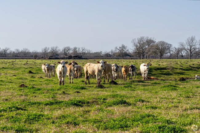 Expansive farmlands surround Wharton, shaping its rural character.