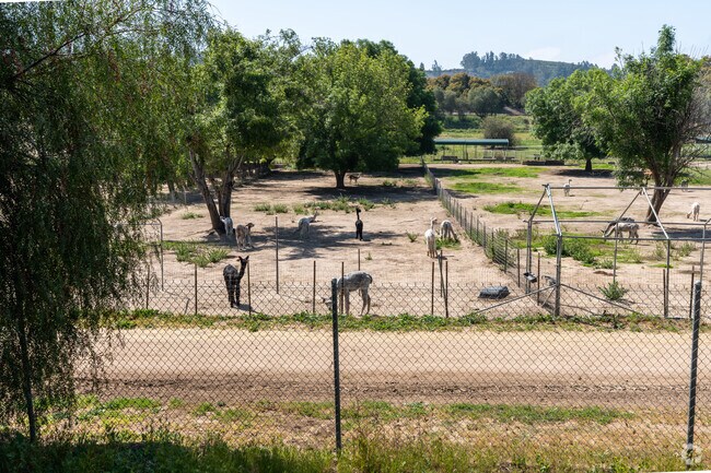 Alpacas at Windy Hill in Somis breeds Alpacas so you can start your own Alpaca farm.