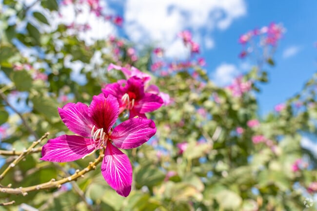 Colorful blossoms pop against the bright blue sky in the Omni neighborhood.