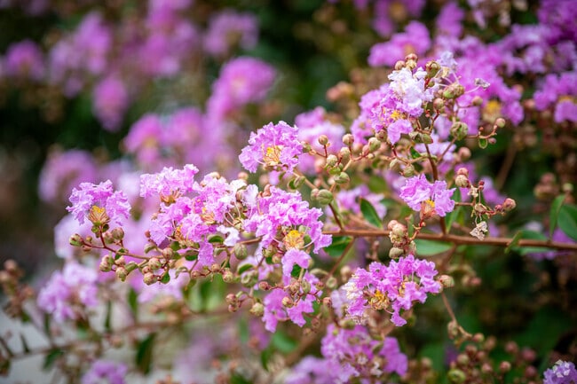 Enjoy some of the local wild flowers that grow along the trails in North Augusta.