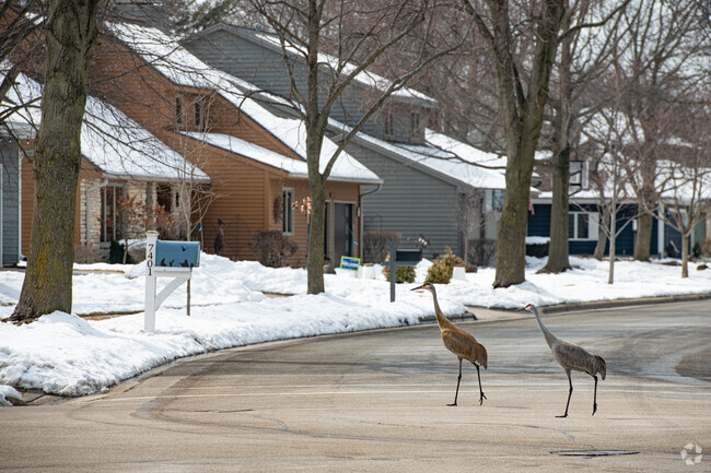 A pair of Sandhill Cranes cross a residential street in the Fox Ridge area of Middleton