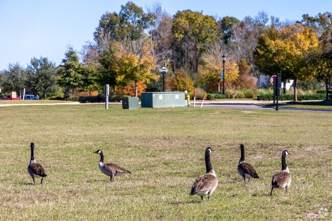 These geese roam from waterfront to waterfront in Zachary's lakes and ponds.