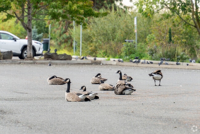 Experience the beauty of wild birds soaring through the skies of West Harvard.