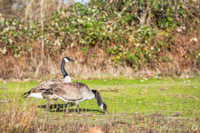 Northeast Salem residents spot Canadian Geese and other wildlife at scenic Cascades Gateway Park.