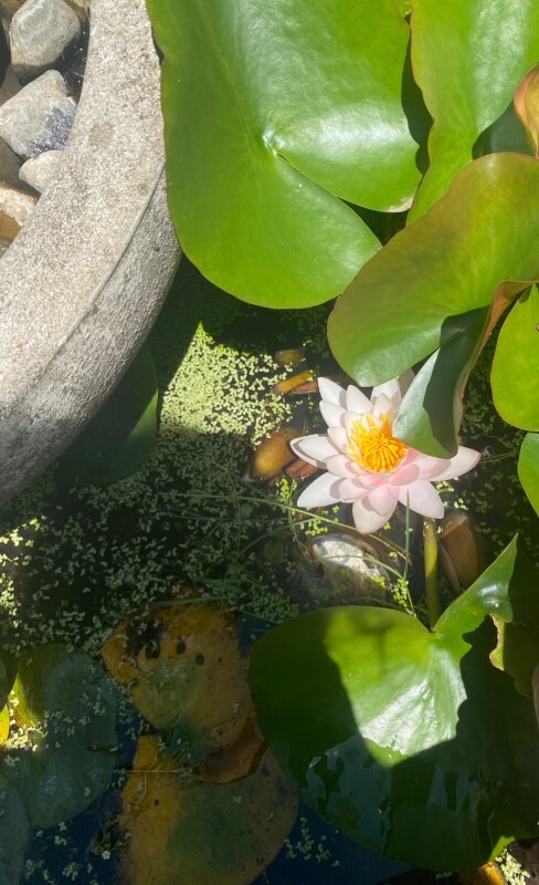 7766 SW Bayberry Dr unit FULLY FURNISHED LUXU, Beaverton, OR 97007 - photo 1