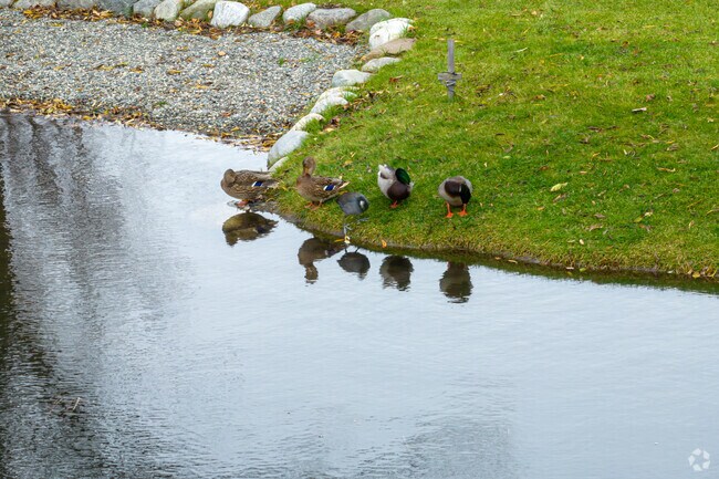 Locals visit Gateway Lake to watch ducks admiring their reflection.