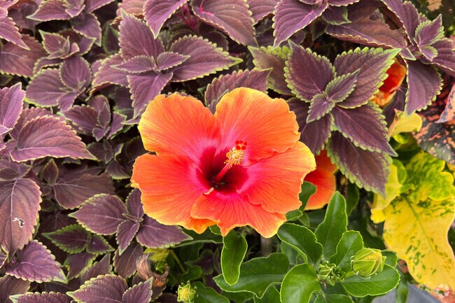 Beautiful colorful flowers represent the well-kept gardens in Atlantic National.