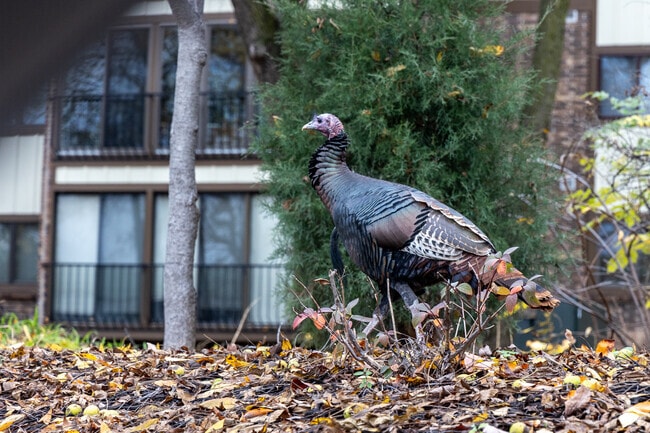 Wild turkeys are surprisingly commonplace in Edina's Dewey Hill neighborhood.