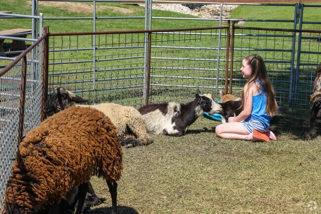 Step into the petting zoo and feed the animals at Rooster Days.
