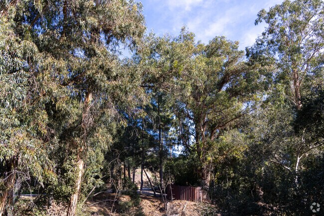 Los Olivos is full of many tree varieties.