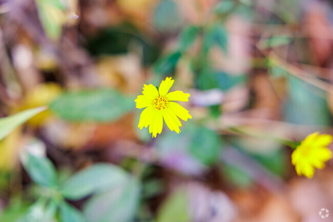 Wild flowers bloom in the College Skyline neighborhood.