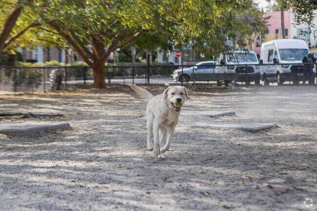 Dogs love to run around at the Hazel Parker Dog Park near the French Quarter in Charleston.