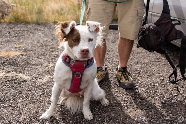 Dogs frequent the trails at The Woodlands Bowl open space.