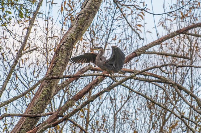 Check out the Puget Sound wildlife in Linde Hill Park.